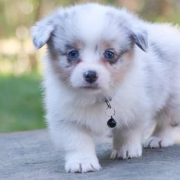 American Corgi, Cardigan Welsh Corgi, and Pembroke Welsh Corgi Puppies from Diamond Corgis