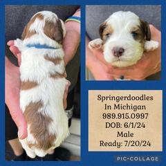 English Springer Spaniel and Springerdoodle Puppies from Springerdoodles In MI