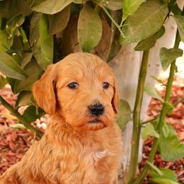 Rudy - Apricot male Goldendoodle puppy in Apache Junction, Arizona from Loving Doodle