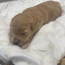Gabby - Cream female Goldendoodle puppy in Salem, Utah from Karmadoodlee