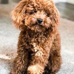 Goldendoodles from Amanda's Goldendoodles