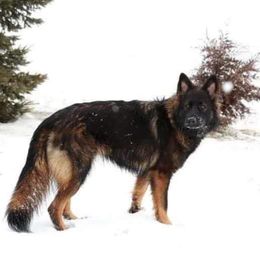 German Shepherds from Williams Treasured Shepherds