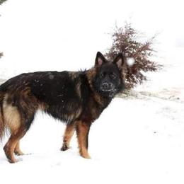 German Shepherds from Williams Treasured Shepherds