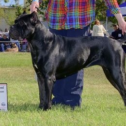 Ariel - Cane Corso