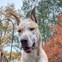 Augustin - Great Dane