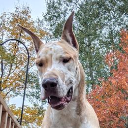 Augustin - Great Dane