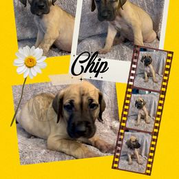 Chip - Fawn male Great Dane puppy in Longview, Texas from Noctua Kennels