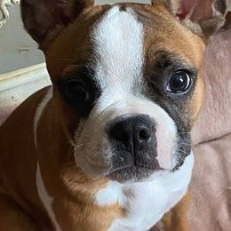 Boston Terriers, Companion Crosses, and French Bulldogs from Donna’s Bostons and Bulldogs