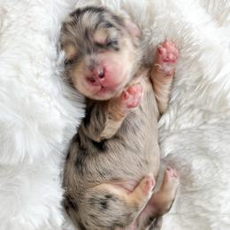 Dior - Dapple female Dachshund puppy in Redding, California from Jean & Mae Doxies