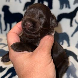 Lulu's Liver beauty - Liver female Miniature Schnauzer puppy in Forest, Virginia from Prestige Kennel LLC