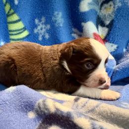 Christmas - Red tri male Miniature Australian Shepherd puppy in Port Saint Lucie, Florida from Charlene Brannon's Mini Australian Shepherds