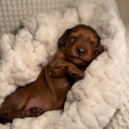 Valentina - Dapple female Dachshund puppy in Phoenix, Arizona from Lengthydog.co