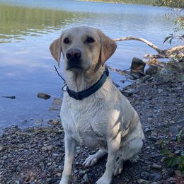 Piper - Labrador Retriever