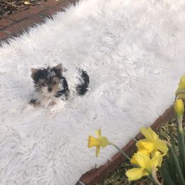 Yorkshire Terrier Puppies from Mountain Magic Yorkies