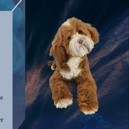 Noah - Goldendoodle