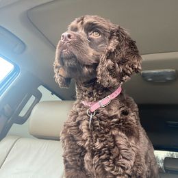 Ruby - Cockapoo