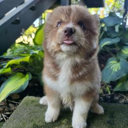 Cinnamon - Brown and white female Siberian Husky puppy in Addison, Michigan from Gray Run Siberian Huskies