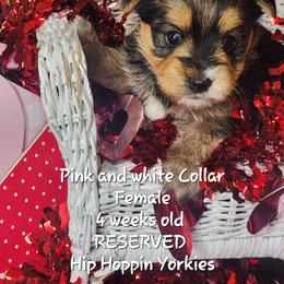 Yorkshire Terrier Puppies from Hip Hoppin Yorkies