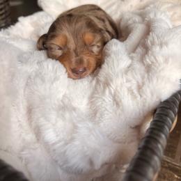 Zero - Dapple female Dachshund puppy in Broomfield, Colorado from Jessi’s Longdog Lounge