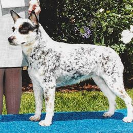 Australian Cattle Dog All Grown Up from Devon’s ACDs