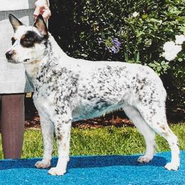 Australian Cattle Dog All Grown Up from Devon’s ACDs