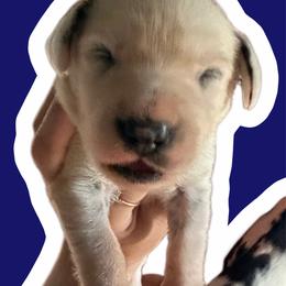 Sapphire - White and black male Dalmatian puppy in Bremen, Georgia from Clark’s Dalmatians