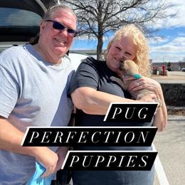 Pug Puppies from Pug Perfection Puppies
