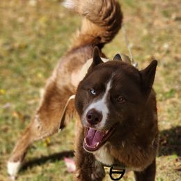 Bear - Siberian Husky