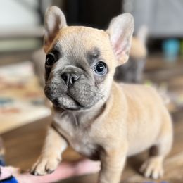 Cherry - Blue fawn French Bulldog puppy in Stanchfield, Minnesota from Sunshine's French Bulldogs