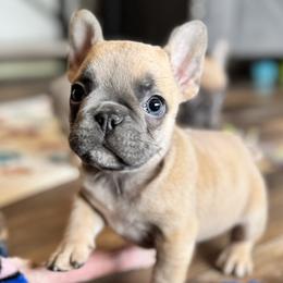 Cherry - Blue fawn French Bulldog puppy in Stanchfield, Minnesota from Sunshine's French Bulldogs