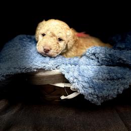 Michelangelo - Red male Bernedoodle puppy in Winter Garden, Pennsylvania from Bernedoodle Bunch
