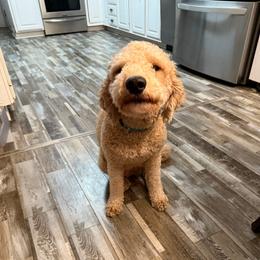 Spice - Goldendoodle