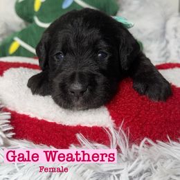 Gale - Black female Labradoodle puppy in Beecher, Illinois from Erica’s Doodles