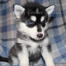 Siberian Husky Puppies from Crazy Cookies Huskies