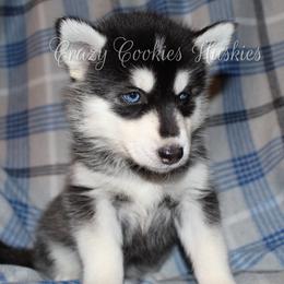 Siberian Husky Puppies from Crazy Cookies Huskies