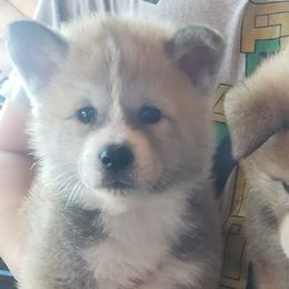 Akita from Bella and Beast Pups