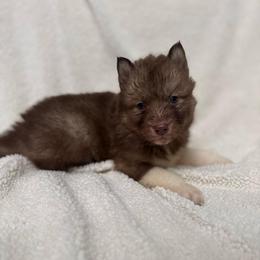 Corrine - Red and white female Siberian Husky puppy in London, Ohio from Rose Trail Siberian’s
