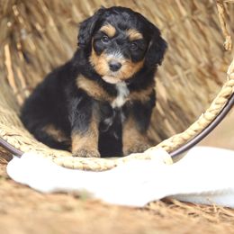 Aussiedoodle and Poodle Puppies from Cedar Wood Farms