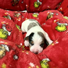 Margery - Dapple female Dachshund puppy in Westport, Kentucky from Lonestar Creek Farm