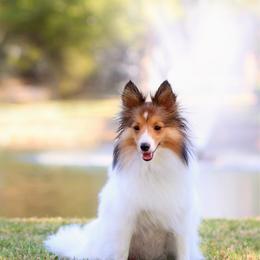 Birdie - Shetland Sheepdog