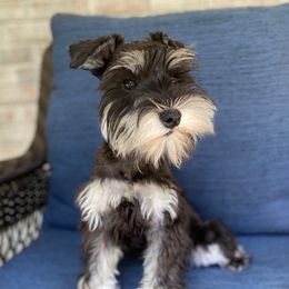 Rosie - Miniature Schnauzer