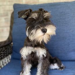Rosie - Miniature Schnauzer