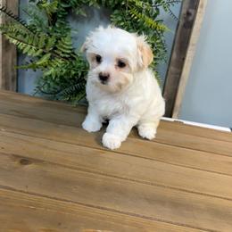 Sir Butterbean - Parti male Yorkshire Terrier puppy in Cleveland, Tennessee from Moody’s Morkies and More AND Southern Charm Precious Paws
