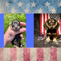 Dachshund Puppies from Always Faithful Dachshunds
