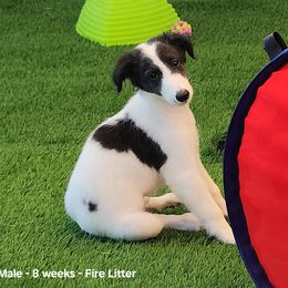 Puppy 3J - White and black male Silken Windhound puppy in Hanna, Oklahoma from Daybreak Silken Windhounds