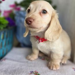 Baby boy Red heart 3000 - Cream male Dachshund puppy in Lexington, Oklahoma from Long Doggy Acres Miniature Dachshunds