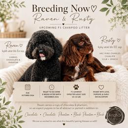 Bernedoodle, Cavapoo, Cavapoochon, Goldendoodle, Poodle, and Yorkipoo Puppies from Anchor Dogs