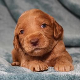 Misty - Caramel red female Australian Labradoodle puppy in Stanwood, Washington from Victoria Creek Australian Labradoodles