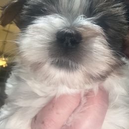 AKC Boy 2 Royal blue collar Sochi - Black tan and white male Biewer Terrier puppy in Chico, California from Lhasa Apsos of northern Ca . Biewer terriers of northern California