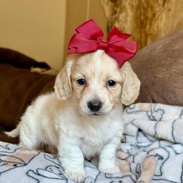 Sadie - Piebald female Dachshund puppy in Hornbeck, Louisiana from A&Z Mini Dachshunds